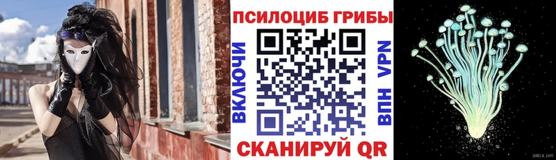 Псилоцибиновые грибы Psilocybe  darknet Telegram  Власиха 